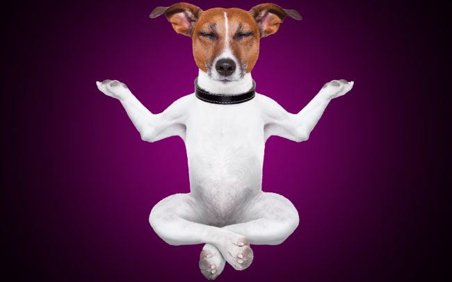 Photo of Как постичь Дзен? Мы знаем кратчайший путь!